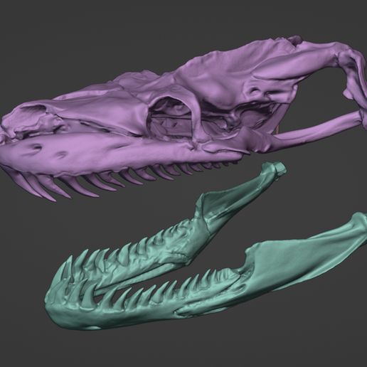 Python-01-crop.jpg Realistic Snake Skull Collection