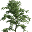 24-1.png Plants Collection 3D Model Flowers And Tree Home Decor 21-24