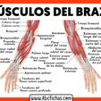 Anatomia-de-los-Musculos-del-Brazo-y-Antebrazo.jpg Dumbbell wide grip
