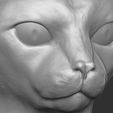 15.jpg Abyssinian cat head for 3D printing