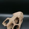 IMG_20210113_224008.jpg Dinosaur  - Psittacosaurus skull 3d