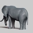 R04.jpg african elephant pose 02