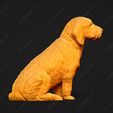 910-Basset_Fauve_de_Bretagne_Pose_06.jpg Basset Fauve de Bretagne Dog 3D Print Model Pose 06