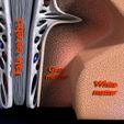 brain_with_meninges_scalp_detailed_labelled_3d_3d_model_c4d_max_obj_fbx_ma_lwo_3ds_3dm_stl_4477723_o.jpg Brain with meninges scalp detailed labelled 3D