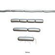Bacillus_Matcap.png Microscopic Life Collection 01