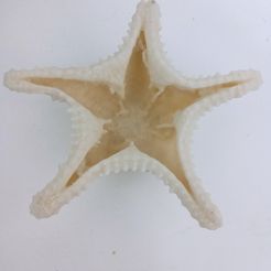20240417_110152.jpg starfish