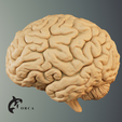 2.png Brain Anatomy STL for Education