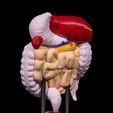 Digestive-System-Anatomical-Model-4.jpg Digestive System Anatomical Model