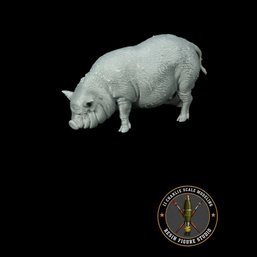 Vietnamese Potbellied Pig number 2