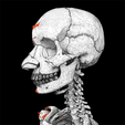 wf2.png Human skeleton set complete separable labelled bone names parts 3D model