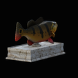 Peacock-Bass-statue-box-1-2-6.png fish Peacock bass (Cichla ocellaris) fish in motion base box for 3D printing