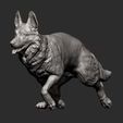 german-shepherd12.jpg 3D-Datei Deutscher Schäferhund 3D-Druck Modell・Design zum Herunterladen und 3D-Drucken