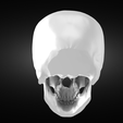 Screenshot-2022-05-31-at-21.13.14.png Perfect anatomic human skull model