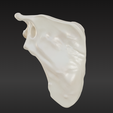 1.png 3D-Knochenmodell des Schulterblatts