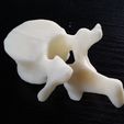 20150419_173632.jpg Lumbar Vertebrae and Sacrum, in easy printable format