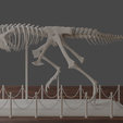untitled6.png Carnotaurus skeleton 60 cm 3d print