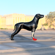 Foto4.png Articulated biomechanical prosthesis for dog right front leg - Prosótesis biomecánica articulada para pata delantera derecha de perro - Prótesis biomecánica articulada para pata delantera derecha de perro