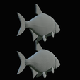 Bream-fish-32.png fish Common bream / Abramis brama solo model detailed texture for 3d printing