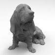 perrete-7.jpg Bloodhound