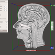 Head-neck-cross-section-7.png Head & Neck Cross-Section 3D Model – Brain, Brainstem, Nasal Sinus, Pharynx, Larynx, Muscle, Artery, Vein | High-Resolution Anatomy