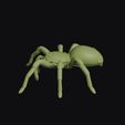 tarantula_0013.jpg Tarantula