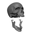 Skull-articulated5.jpg Skull articulated