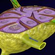 lymph-node-lymphatic-system-3d-model-fbx-blend-33.jpg Lymph node Lymphatic system 3D model
