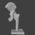 12.png 3D Hip Joint Anatomy Model