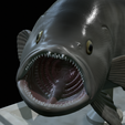 White-grouper-open-mouth-1-21.png fish white grouper / Epinephelus aeneus trophy statue detailed texture for 3d printing