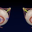 1.jpg Eye anatomy cut open detail labelled 3D
