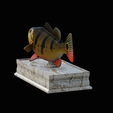 Peacock-Bass-statue-box-1-2-8.png fish Peacock bass (Cichla ocellaris) fish in motion base box for 3D printing