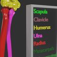 upper-limbs-with-girdle-color-coded-3d-model-4.jpg upper Limbs with girdle color coded 3D model