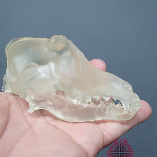 20241002_084842.jpg Crânio de lobo cinzento