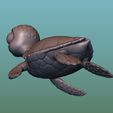 10.jpg Sea Turtle (Green turtle)