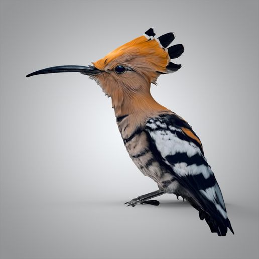 untitled.5638.jpg The hoopoe 3D model