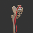 femoral-artery4.png Anatomy Femoral Artery