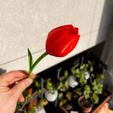 image_67192833.jpg Tulip