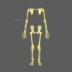 limbs-with-girdle-bones-name-parts-text-labelled-3d-model-01a7e10ec3.jpg Limbs With Girdle huesos nombre partes texto etiquetado modelo 3D