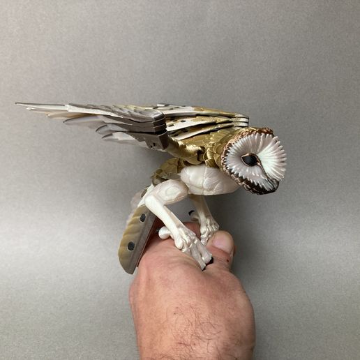 IMG_8764.jpg Schleiereule (Tyto alba)