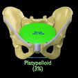 pelvis-types-hip-bone-labelled-detailed-3d-model-eb8711034e.jpg Pelvis types hip bone labelled detailed 3D model