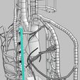 wf-0081.jpg Human venous system schematic 3D