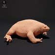 mexican_burrowing_toad_2.jpg Mexican Burrowing Toad