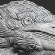 51.jpg Grey Heron bust