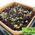 Day-2.jpg Hydroponic grower - GreenGrowBox Contest