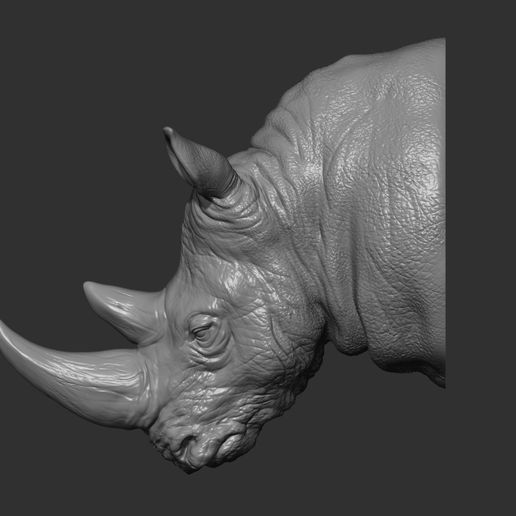 Rhinoceros head 3D model