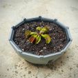 M3.jpg Pot for carnivorous plant - Dionaea muscipula