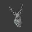 stag 4.png Stag Trophy