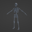 b5.png Human Skeletal System