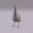 Partridge_0009.jpg Perdiz