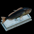 Dentex-mouth-statue-31.png fish Common dentex / dentex dentex open mouth statue detailed texture for 3d printing